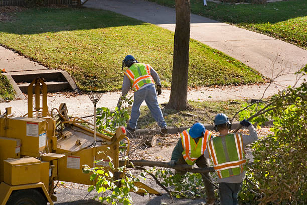 Best Arborist Consultation Services  in , UT